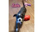 Adopt Lulu a White - with Brown or Chocolate Terrier (Unknown Type