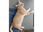 Adopt Arlo a Tan or Fawn (Mostly) Domestic Shorthair (short coat) cat in