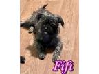 Adopt Fifi a Black - with Brown, Red, Golden, Orange or Chestnut Terrier