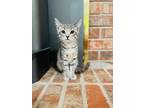 Adopt Smokie a Domestic Shorthair / Mixed (short coat) cat in Newnan