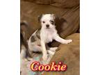 Adopt Cookie a White - with Brown or Chocolate Terrier (Unknown Type