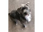 Adopt Willy Luv a Gray/Silver/Salt & Pepper - with White Wheaten Terrier /