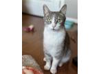 Adopt Stormi a Gray or Blue (Mostly) Domestic Shorthair / Mixed cat in