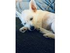 Adopt Rocky a White Terrier (Unknown Type, Small) / Mixed dog in Citrus Heights