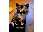 Adopt Rosemary a Calico or Dilute Calico Domestic Shorthair (short coat) cat in