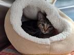 Adopt MULAN a Brown or Chocolate (Mostly) Domestic Shorthair (short coat) cat in