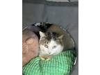 Adopt Ronald a White (Mostly) Domestic Shorthair / Mixed (short coat) cat in