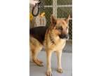Adopt Winston a Black German Shepherd Dog dog in Apple Valley, CA (41543615)