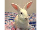 Adopt Violet a White American / Mixed (short coat) rabbit in Forked River