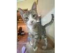 Adopt Blue a Gray, Blue or Silver Tabby Domestic Shorthair (short coat) cat in