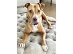 Adopt Charlotte a Black American Pit Bull Terrier / Mixed Breed (Medium) / Mixed