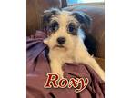 Adopt Roxy a White - with Brown or Chocolate Terrier (Unknown Type