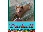 Adopt Dashiell a Dachshund / Retriever (Unknown Type) / Mixed dog in Mena