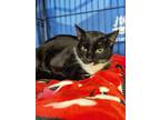 Adopt Lucy a Domestic Shorthair / Mixed (short coat) cat in Hyde Park