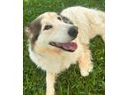Adopt Moxi a Mixed Breed (Medium) / Collie / Mixed dog in Columbia