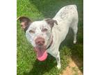 Adopt Athos a Mixed Breed (Medium) / Mixed dog in Columbia, TN (41535520)