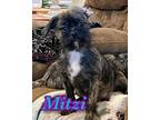 Adopt Mitzi a Brown/Chocolate - with Black Terrier (Unknown Type
