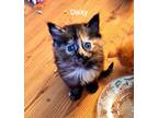 Adopt Daisy a Tortoiseshell Domestic Shorthair (short coat) cat in Marion