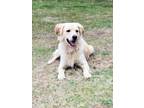 Adopt Lucy a Tan/Yellow/Fawn - with White Golden Retriever / Mixed dog in