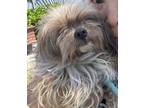 Adopt Matty a Pekingese dog in Windsor, CO (41543307)