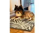 Adopt Pappi a Pomeranian dog in Windsor, CO (41543306)