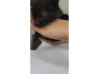 Adopt 55872800 a All Black Domestic Shorthair / Mixed Breed (Medium) / Mixed