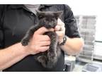 Adopt Tanga a All Black Domestic Shorthair (short coat) cat in Weatherford