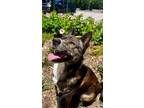 Adopt Ruben a Brindle Shepherd (Unknown Type) dog in Weatherford, TX (41543289)