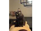 Adopt Grimace a All Black Domestic Longhair / Mixed (long coat) cat in Tucson