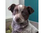 Adopt Moe a German Shorthaired Pointer dog in Yankton, SD (41543247)