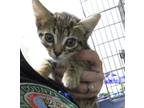 Adopt 24-05-1608a Clairabell a Domestic Shorthair / Mixed (short coat) cat in