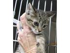 Adopt 24-05-1608b Tabitha a Domestic Shorthair / Mixed (short coat) cat in