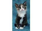 Adopt Aurora a Tortoiseshell Domestic Shorthair / Mixed (short coat) cat in