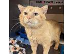 Adopt Bergamot a Domestic Shorthair / Mixed cat in Lexington, KY (41543177)
