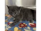 Adopt 18790 a Domestic Mediumhair / Mixed cat in Covington, GA (41543175)
