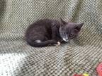 Adopt 18792 a Domestic Shorthair / Mixed cat in Covington, GA (41543174)