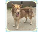 Adopt 18926 a Siberian Husky / Mixed dog in Covington, GA (41538366)