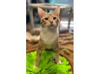 Adopt Rusty a Domestic Shorthair / Mixed cat in Keswick, ON (41543234)