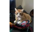 Adopt Conner a Orange or Red American Shorthair / Mixed (short coat) cat in