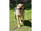 Adopt Otto a Shepherd (Unknown Type) / Mixed dog in Brockville, ON (41543230)