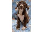 Adopt Yogi a Brown/Chocolate - with White Labrador Retriever / Mixed dog in