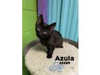 Adopt Azula a Domestic Mediumhair / Mixed cat in Oak Ridge, TN (41527045)