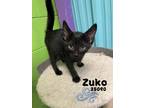 Adopt Zuko a Domestic Mediumhair / Mixed cat in Oak Ridge, TN (41527044)