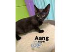 Adopt Aang a Domestic Mediumhair / Mixed cat in Oak Ridge, TN (41527043)