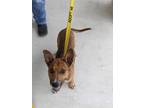 Adopt Twister a Brown/Chocolate - with Tan German Shepherd Dog / Mixed dog in