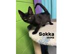 Adopt Sokka a Domestic Mediumhair / Mixed cat in Oak Ridge, TN (41527042)