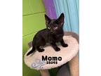 Adopt Momo a Domestic Mediumhair / Mixed cat in Oak Ridge, TN (41527041)