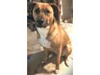 Adopt Lucy a Tan/Yellow/Fawn - with White Sheppit / Mixed dog in Hendersonville