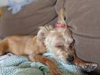 Adopt Cora a Tan/Yellow/Fawn Terrier (Unknown Type, Small) / Mixed dog in