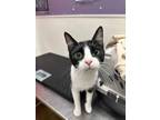 Adopt Sally a Domestic Shorthair / Mixed cat in Albuquerque, NM (41536620)